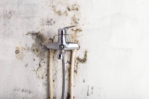 Best Fast Mold Removal  in Crosby, TX