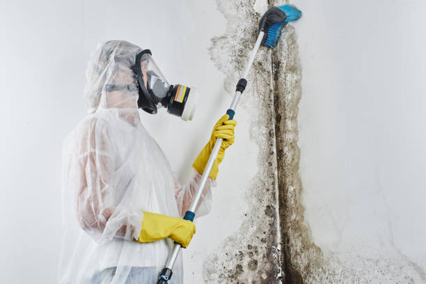 Attic Mold Removal in Crosby, TX