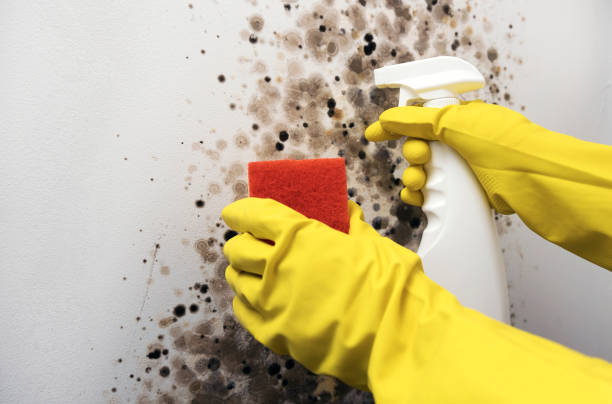 Best Mold Cleaning Services  in Crosby, TX