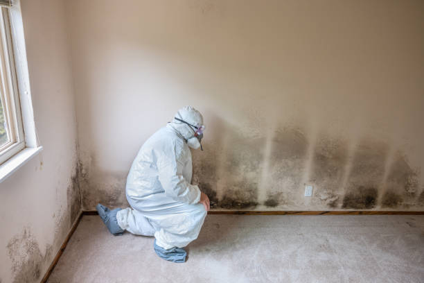 Best Fast Mold Removal  in Crosby, TX