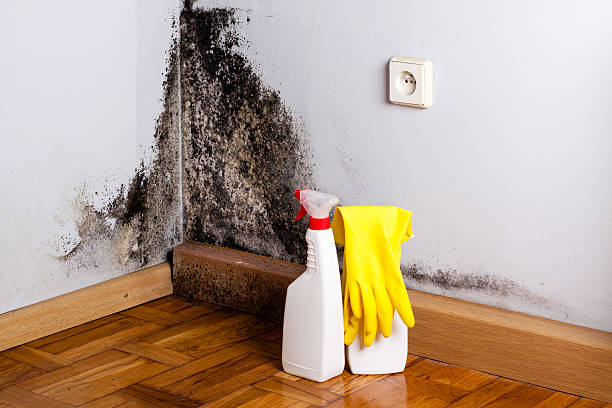 Best Office Mold Removal Services  in Crosby, TX
