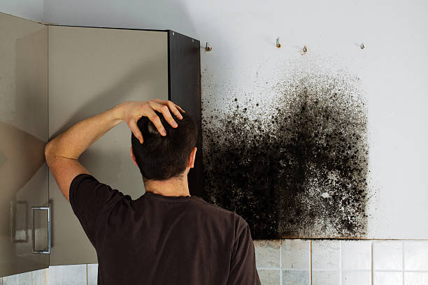 Best Mold Testing and Removal  in Crosby, TX