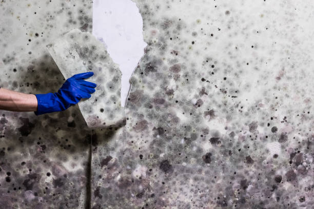 Professional Mold Removal in Crosby, TX
