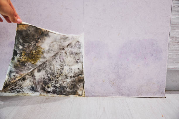Best Best Mold Removal Companies  in Crosby, TX